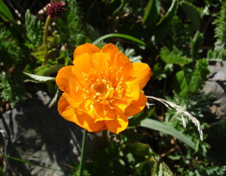 File:Trollius altaicus.jpg
