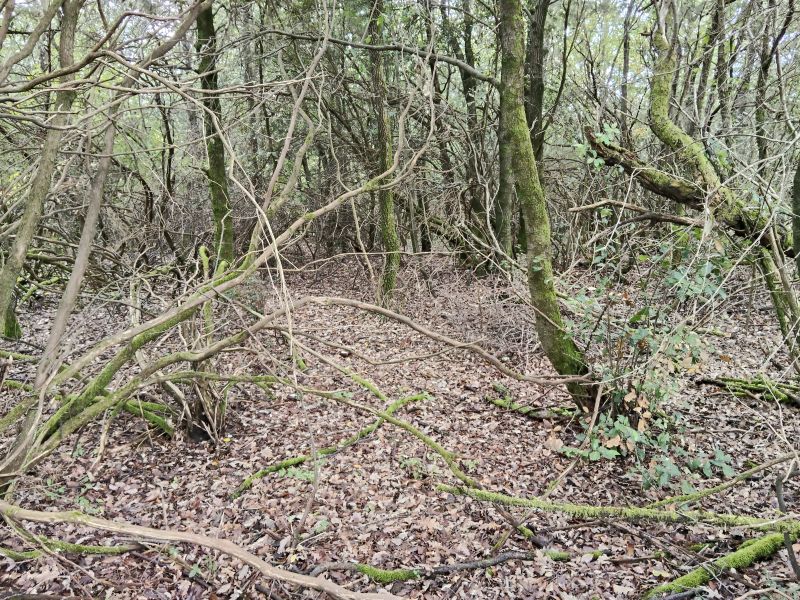 File:Macchia toscana.jpg