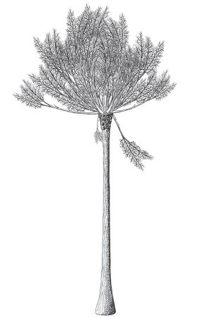Pseudosporochnus reconstruccion.jpg
