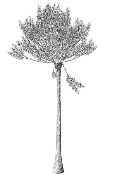 File:Pseudosporochnus reconstruccion.jpg