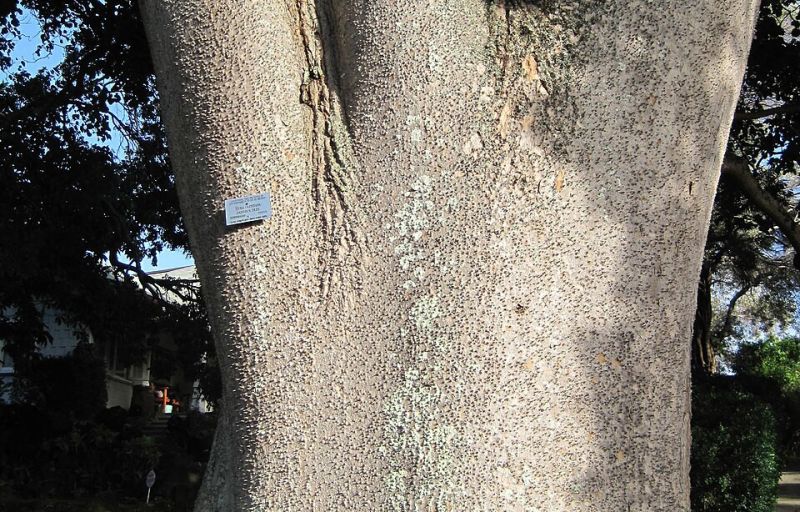 File:Tronco sandbox tree.JPG